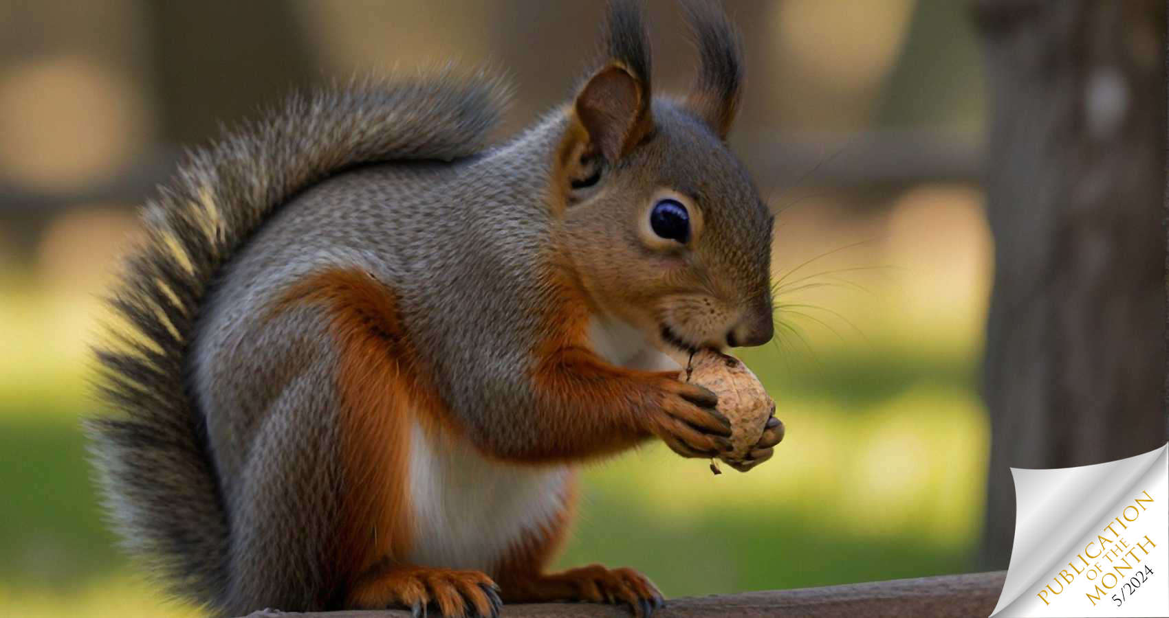 A Squirrel's Front Teeth Never Stop Growing, poetry by Barbara Harris Leonhard at Spillwords.com