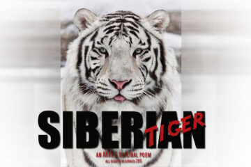 Siberian Tiger an Anne G Original Poem at spillwords.com