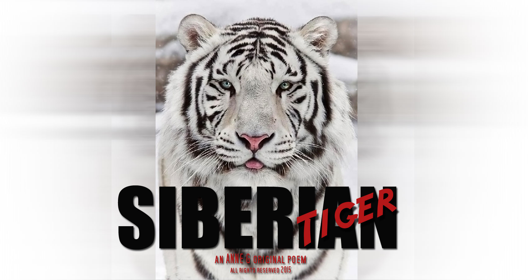 Siberian Tiger an Anne G Original Poem at spillwords.com