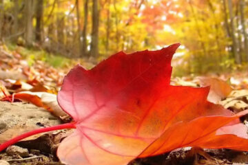 Open letter to the ones I love at Spillwords.com