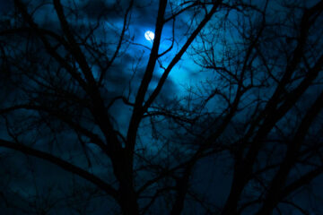 The Ds at Spillwords.com