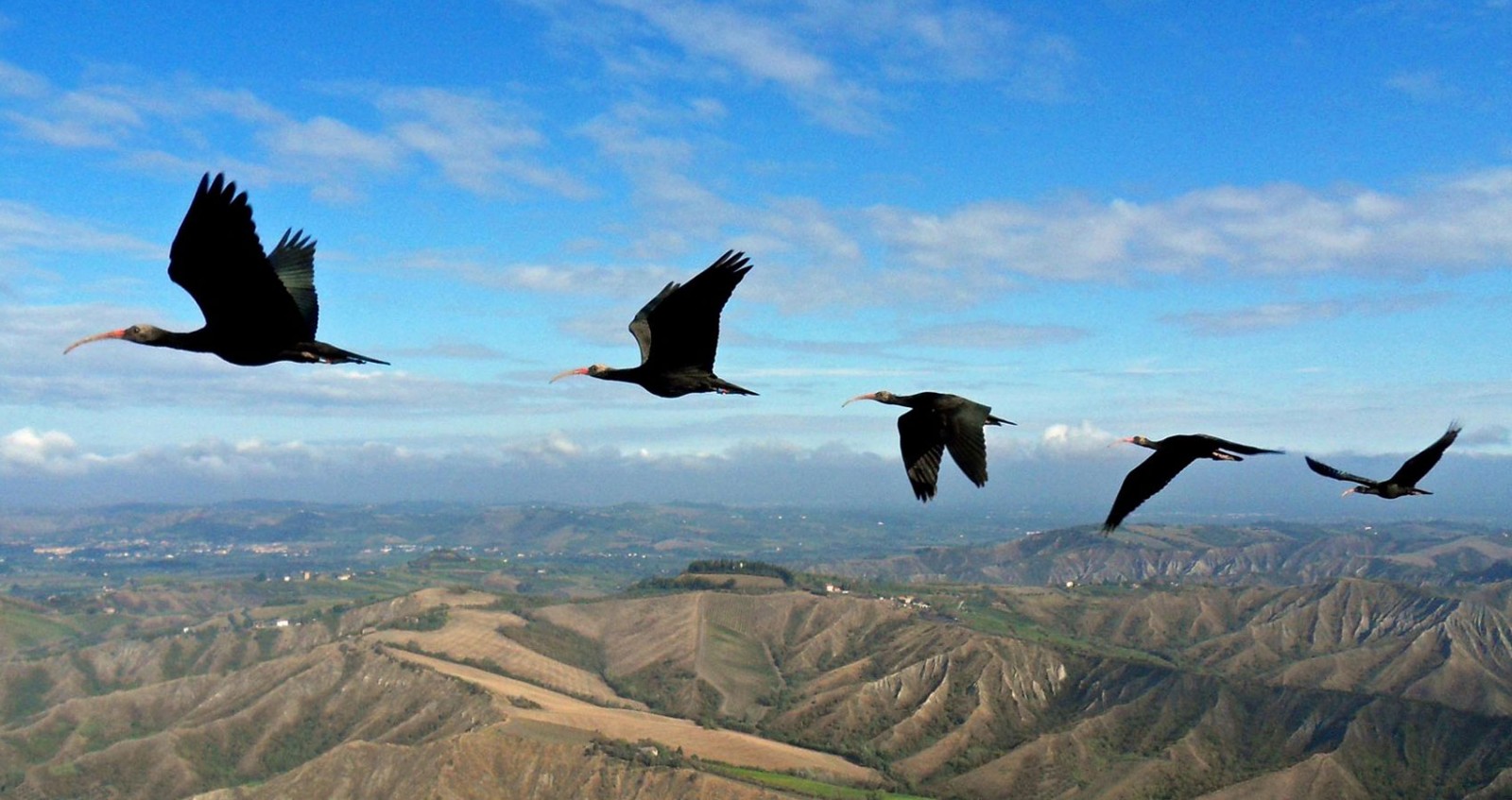 birds of a feather текст перевод