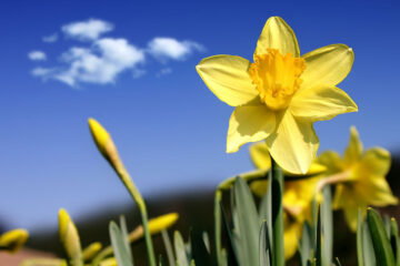 I Wandered Lonely As A Cloud ( Daffodils) at Spillwords.com
