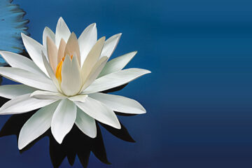 The Lotus-Flower at Spillwords.com