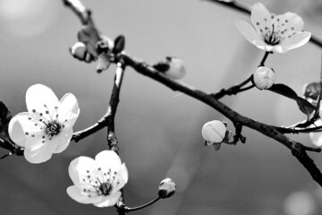 Blossom Day by Sarra7*( (Dr.StrangeLove) at Spillwords.com