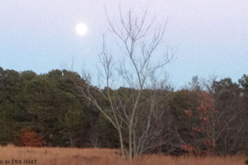 Moon Meadow, Martha's Vineyard by Anda Peterson at Spillwords.com