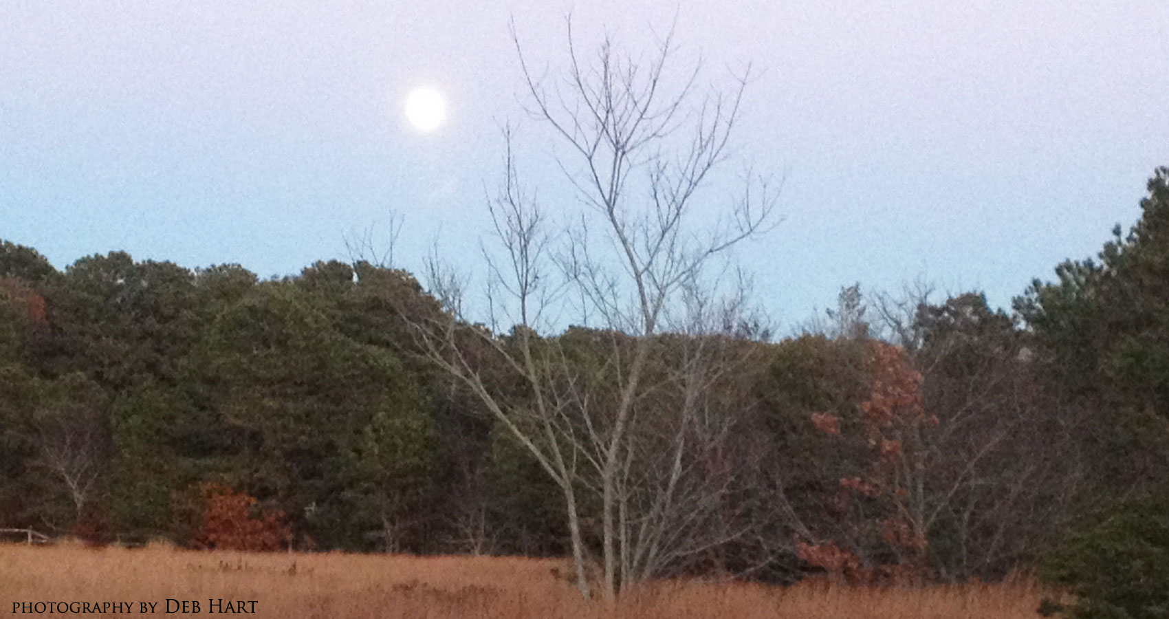 Moon Meadow, Martha's Vineyard by Anda Peterson at Spillwords.com