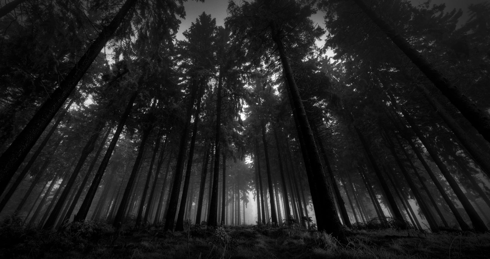 Bosque Negro by José A. Gómez at