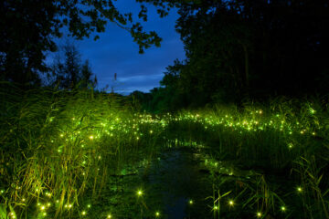 Fireflies written by Alan Mitnick at Spillwords.com