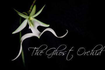 The Ghost Orchid by Leanne Yeoman at Spillwords.com