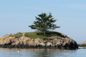 Lonely Tree, by John R. Cobb at Spillwords.com