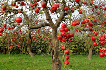 Isle Of Apples, by Phillip Dodd at Spillwords.com