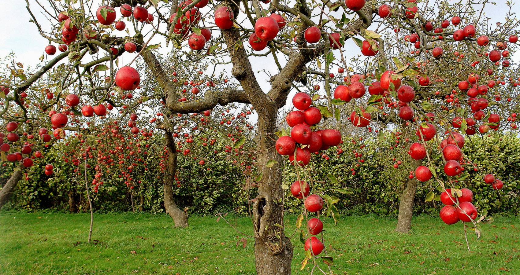 Isle Of Apples, by Phillip Dodd at Spillwords.com