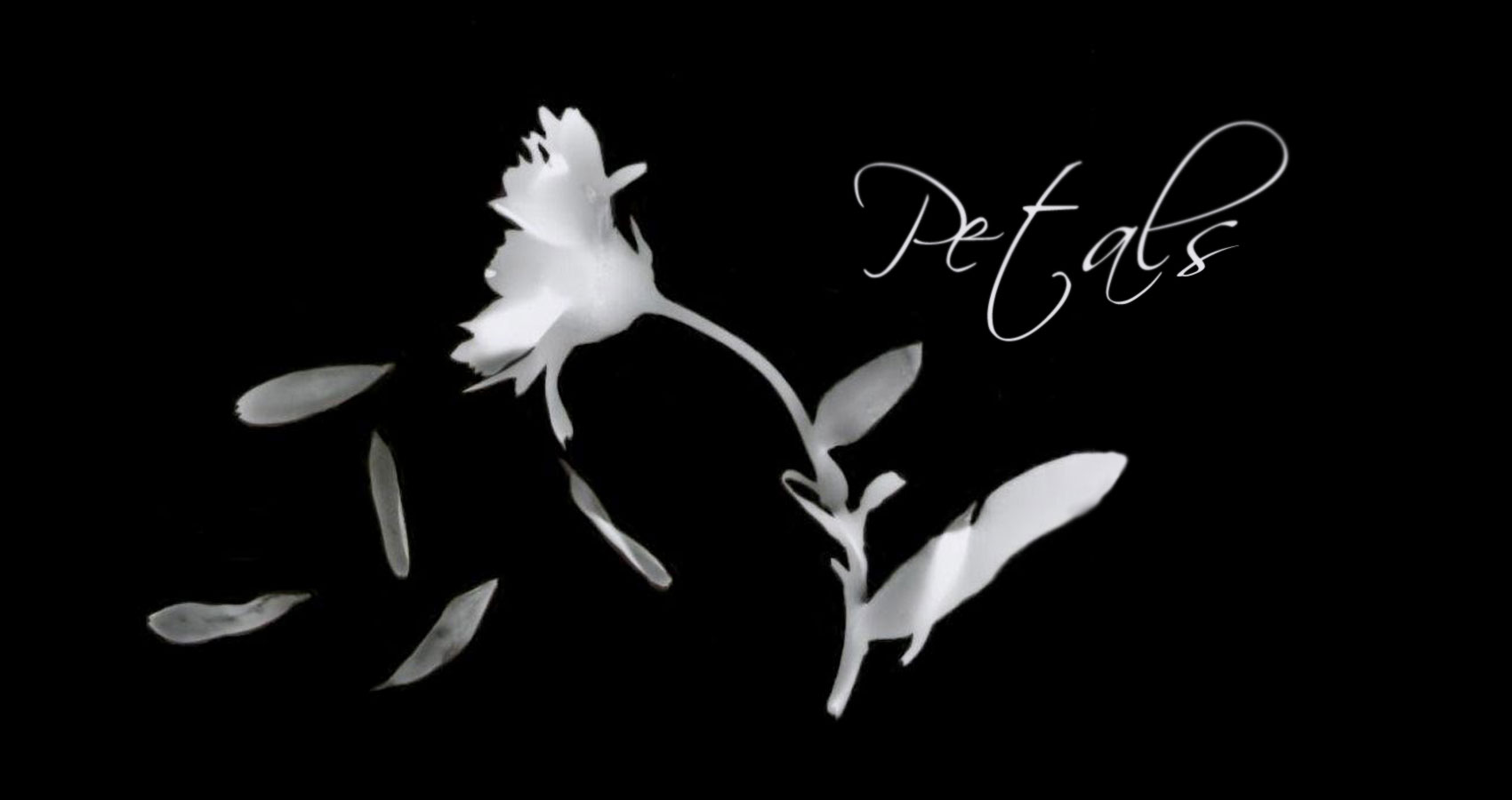 Petals, written by Steven Anton Butler at Spillwords.com