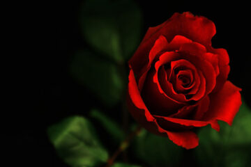 Red, Red Rose a sonnet written by Robert Burns at Spillwords.com