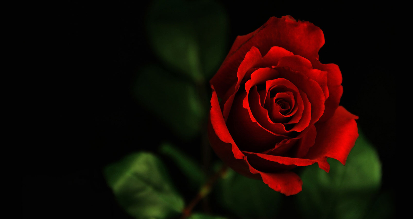 Red, Red Rose, a sonnet by Robert Burns at Spillwords.com