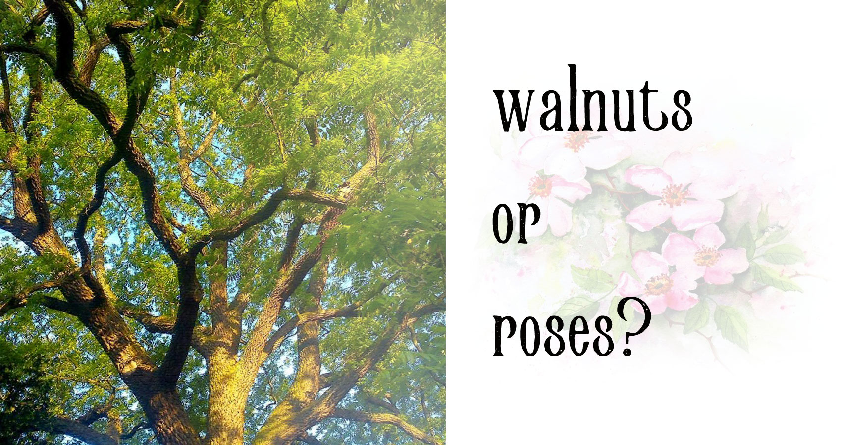 Walnuts or Roses? by Hemmingplay at Spillwords.com