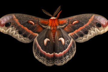 A Moth written by S. Thomas Summers at Spillwords.com