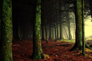 Hiding in the Woods written by Nidhi Gupta at Spillwords.com