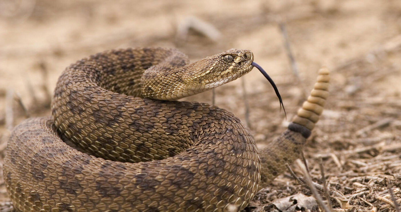 The Nursery of the Rattlesnake at Spillwords.com