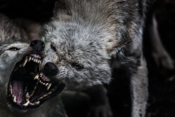 Wolves: Part Two written by Lucinda S. Horel at Spillwords.com