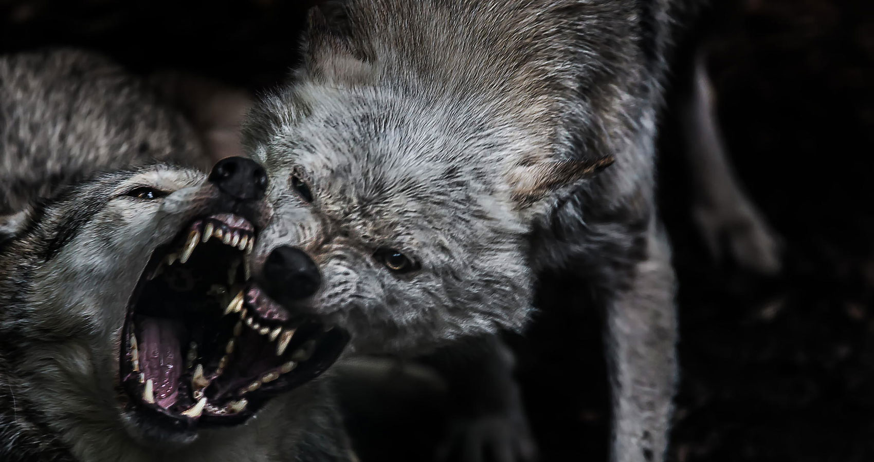 Wolves: Part Two written by Lucinda S. Horel at Spillwords.com