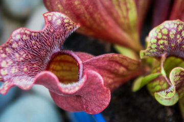 Pitcher Plant by John R. Cobb at Spillwords.com