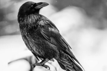 Raven written by Stanley Wilkin at Spillwords.com