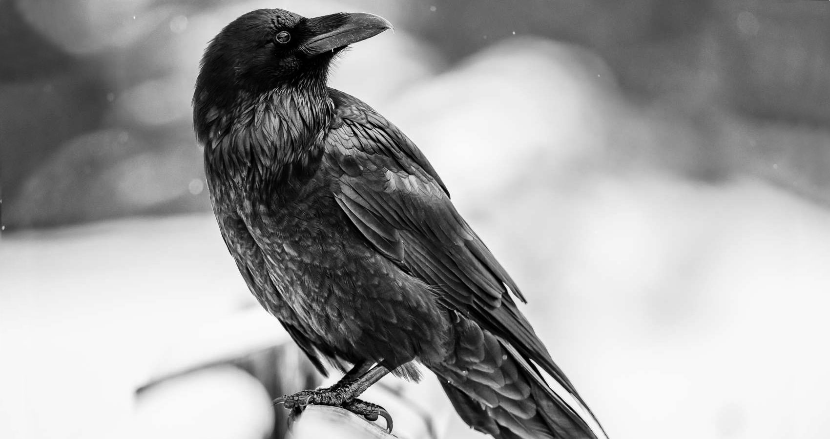 Raven written by Stanley Wilkin at Spillwords.com