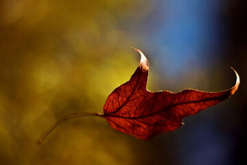 The Last Leaf Falls written by Nicole Cheng at Spillwords.com