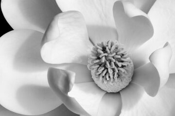 Thoughts on Blooming by Holly Michaels at Spillwords.com