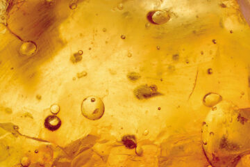 Amber Fossil written by Nicole Cheng at Spillwords.com