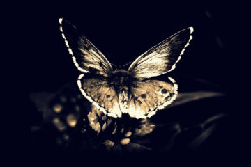 Mariposa alas de dragón by Violet Pollux at Spillwords.com