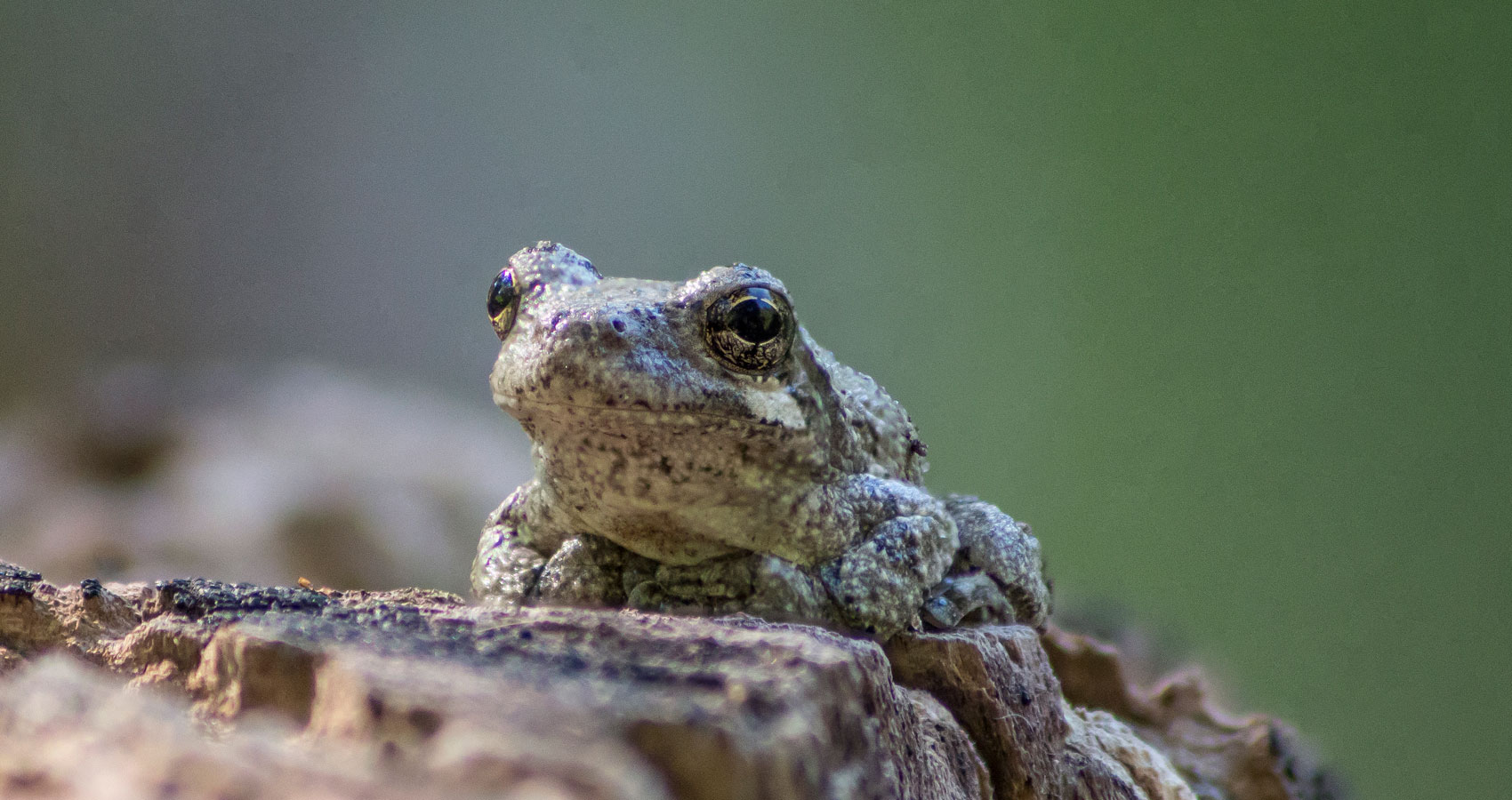 Gray Frog written by John R. Cobb at Spillwords.com