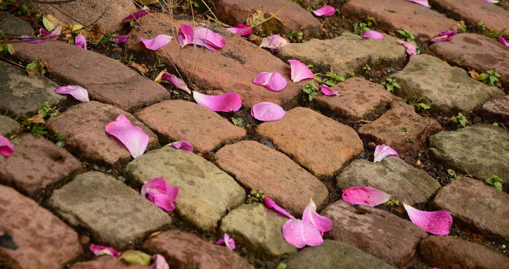 Foot Steps & Rose Petals written by Mario William Vitale at Spillwords.com