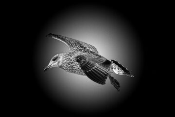 THE BIRD THAT FLIES..... by Stanley Wilkin at Spillwords.com