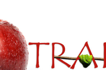 The apple trap written by Poetanp at Spillwords.com