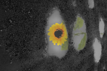 Waltz of a Sunflower written by Nicole Doyle at Spillwords.com