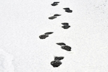 A Walk In The Snow written by Gina at Spillwords.com