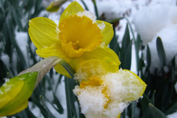 Daffodil on Waking written by Joyce Butler at Spillwords.com