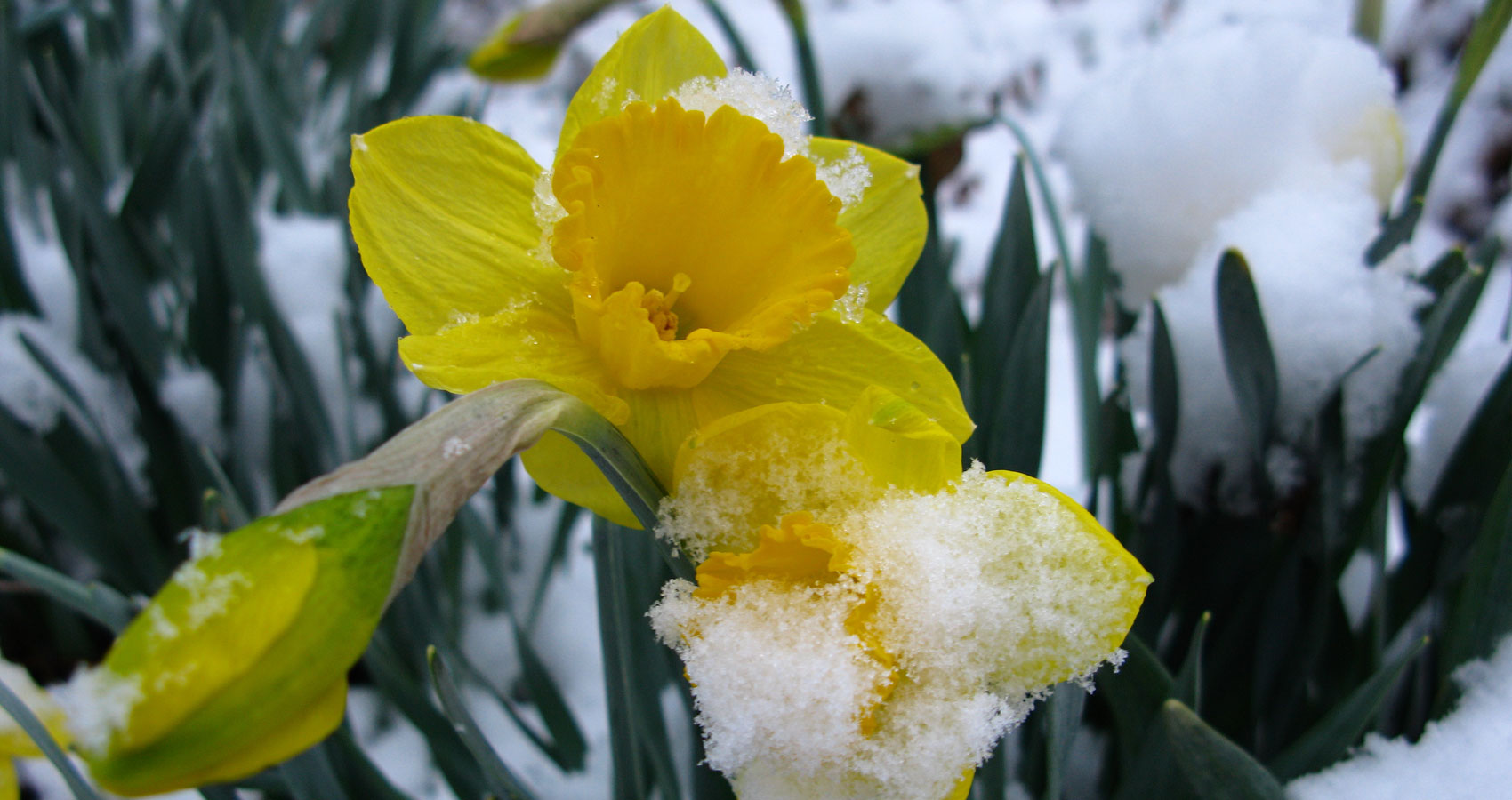 Daffodil on Waking written by Joyce Butler at Spillwords.com