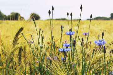 Flinders Field written by hedgehog at Spillwords.com 