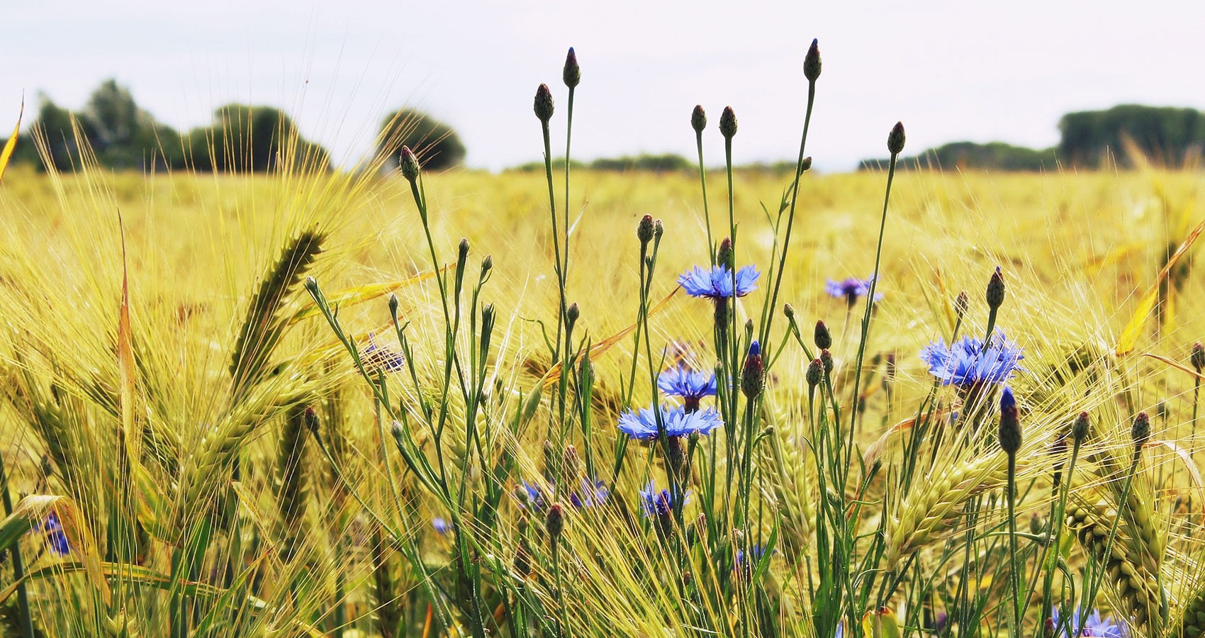 The field of writing