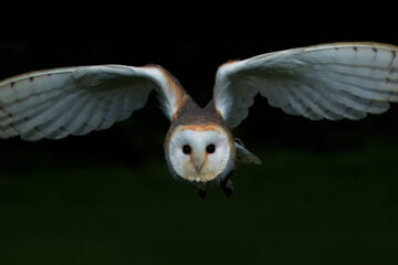 I'd Like To Tell You About The Time I Heard The Owl Call written by Catherine MacMillan Sihoe at Spillwords.com