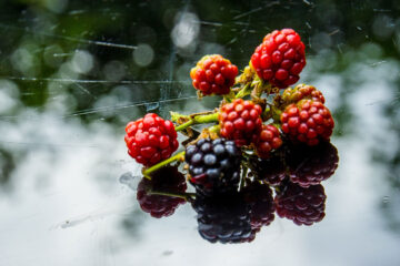 Blackberry-Picking by Seamus Heaney at Spillwords.com