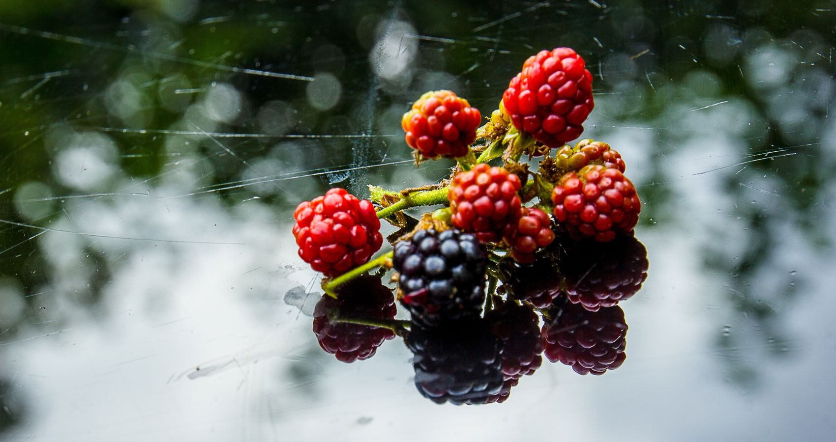 Blackberry-Picking by Seamus Heaney at Spillwords.com