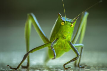 Crickets And Her written by Danielle Chua at Spillwords.com