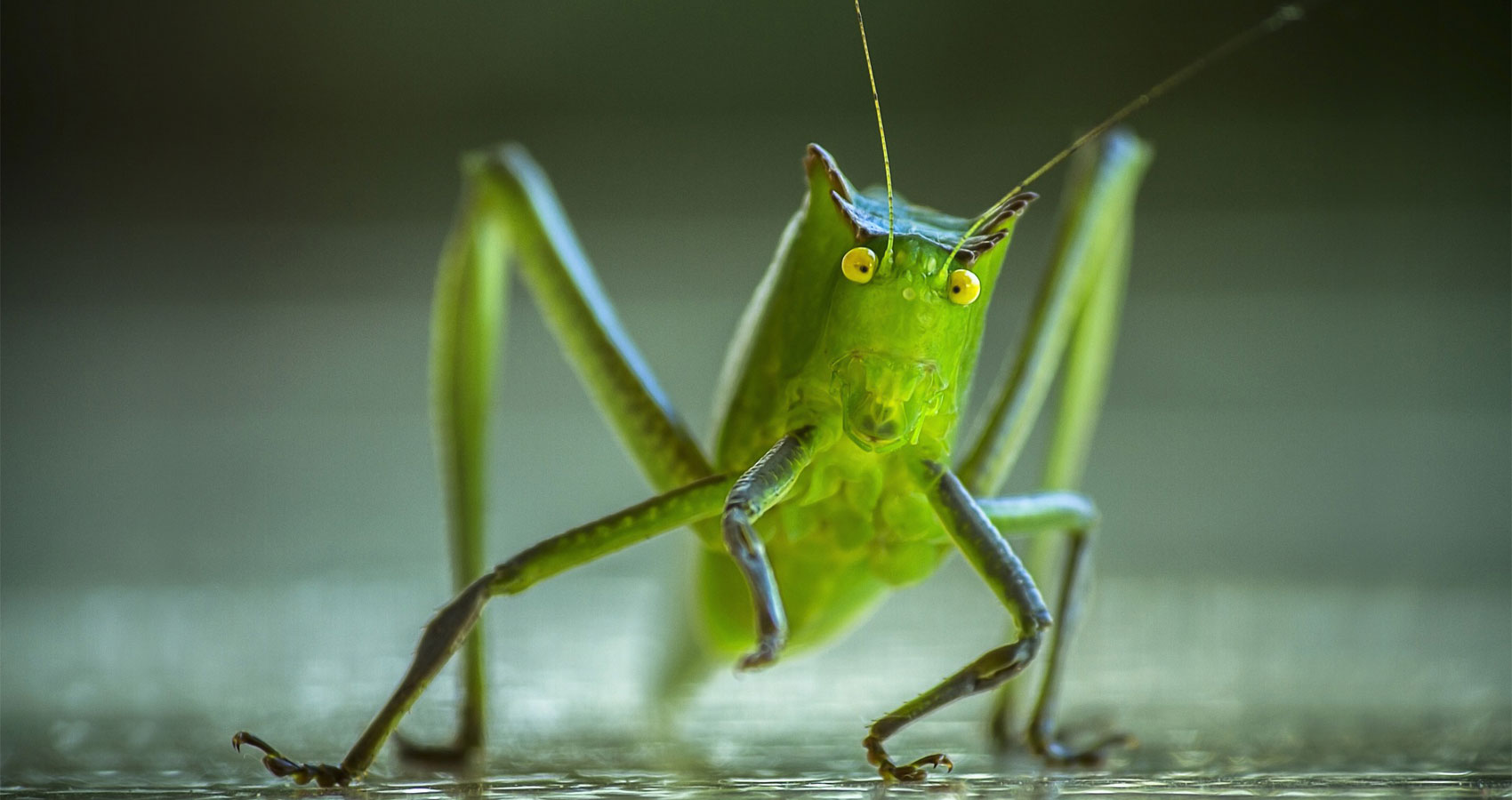 Crickets And Her written by Danielle Chua at Spillwords.com