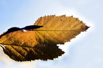 WHEN THE AUTUMN LEAF TURNS BLACK, by Madhumita at Spillwords.com