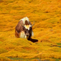 Yak - Glimpse of the Wild Wild East... at Spillwords.com